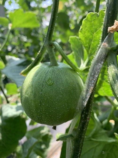 娱乐吃瓜的瓜哪里来的,探寻网络热词背后的故事 第3张 娱乐吃瓜的瓜哪里来的,探寻网络热词背后的故事 第3张